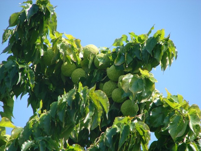 čudno drvo u koprivnici